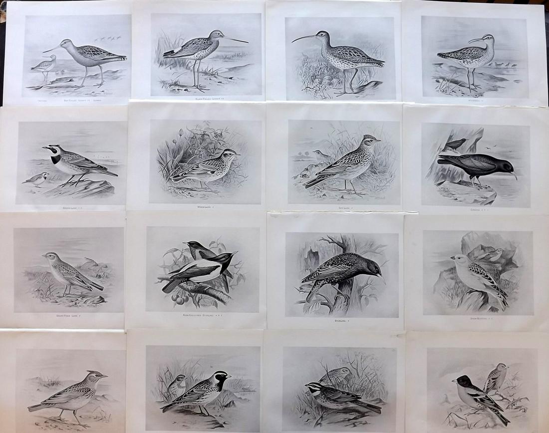 Frohawk, F. 1898 Lot of 16 Antique Bird Prints: Lithographs Published 1896-98, London for "British Birds with their Nests and Eggs" by Arthur G. Butler. Illustrated by Frederick William Frohawk. Paper Size: 12 x 9.5 inch (30 x 24cm) Good Condition