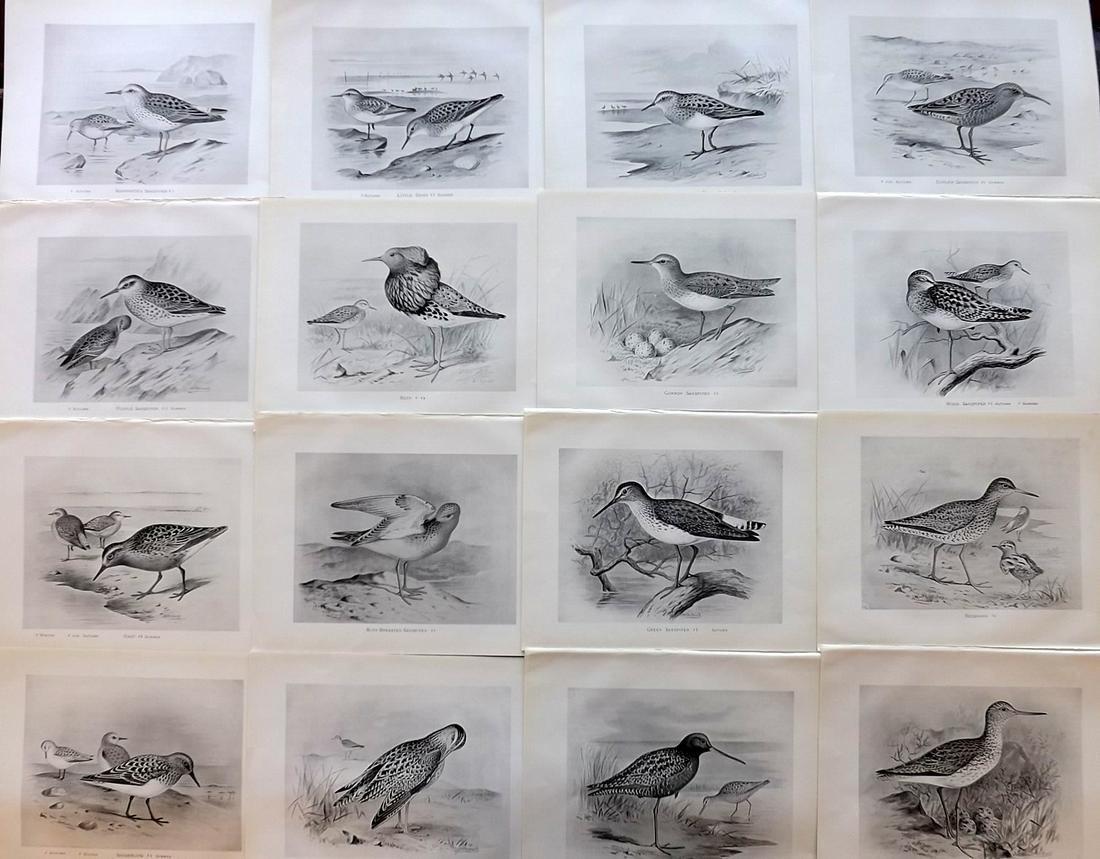 Frohawk, F. 1898 Lot of 16 Antique Bird Prints: Lithographs Published 1896-98, London for "British Birds with their Nests and Eggs" by Arthur G. Butler. Illustrated by Frederick William Frohawk. Paper Size: 12 x 9.5 inch (30 x 24cm) Good Condition