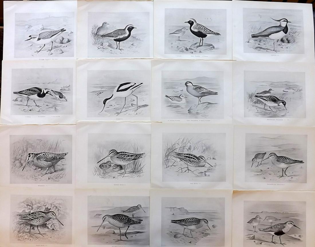 Frohawk, F. 1898 Lot of 16 Antique Bird Prints: Lithographs Published 1896-98, London for "British Birds with their Nests and Eggs" by Arthur G. Butler. Illustrated by Frederick William Frohawk. Paper Size: 12 x 9.5 inch (30 x 24cm) Good Condition