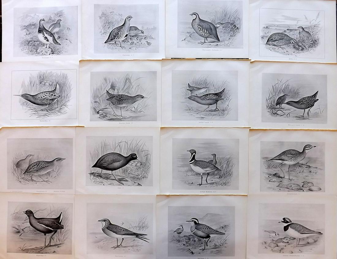 Frohawk, F. 1898 Lot of 16 Antique Bird Prints: Lithographs Published 1896-98, London for "British Birds with their Nests and Eggs" by Arthur G. Butler. Illustrated by Frederick William Frohawk. Paper Size: 12 x 9.5 inch (30 x 24cm) Good Condition