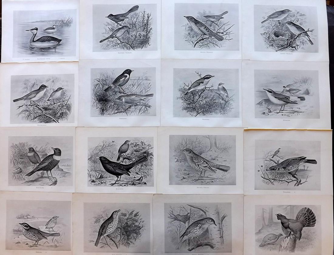 Frohawk, F. 1898 Lot of 16 Antique Bird Prints: Lithographs Published 1896-98, London for "British Birds with their Nests and Eggs" by Arthur G. Butler. Illustrated by Frederick William Frohawk. Paper Size: 12 x 9.5 inch (30 x 24cm) Good Condition