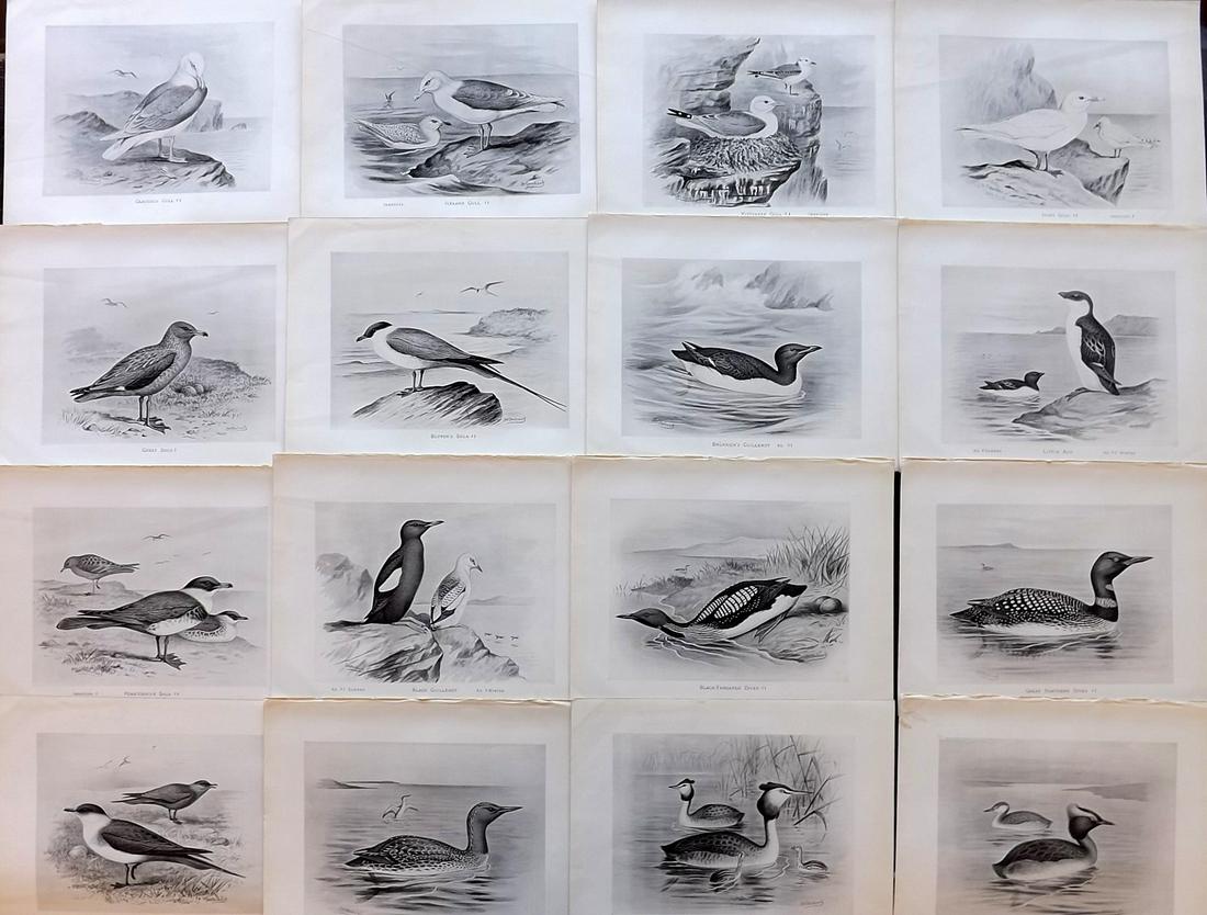 Frohawk, F. 1898 Lot of 16 Antique Bird Prints: Lithographs Published 1896-98, London for "British Birds with their Nests and Eggs" by Arthur G. Butler. Illustrated by Frederick William Frohawk. Paper Size: 12 x 9.5 inch (30 x 24cm) Good Condition