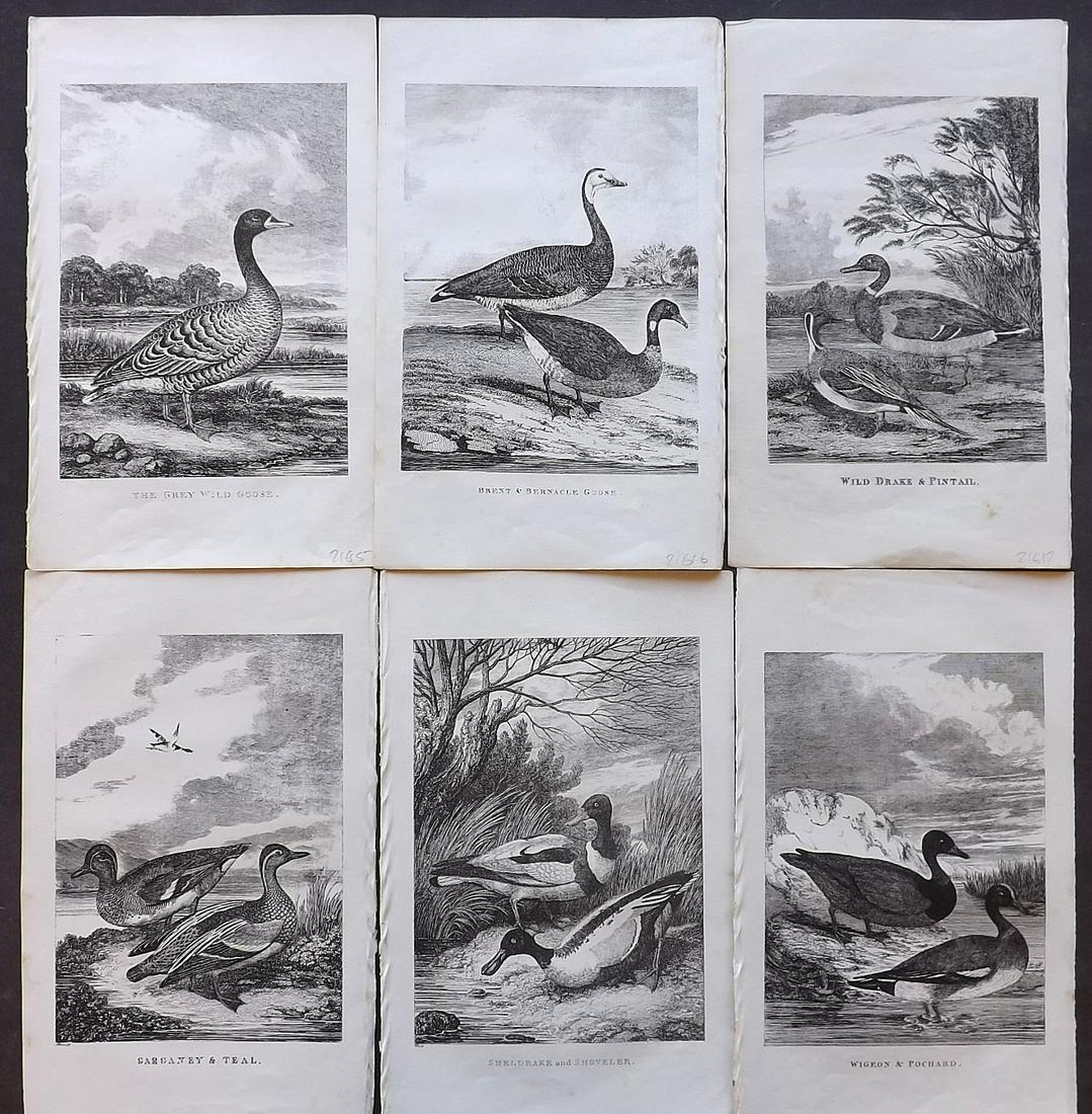Juvenile Museum C1850 Lot of 6 Bird Prints (1 of 2)