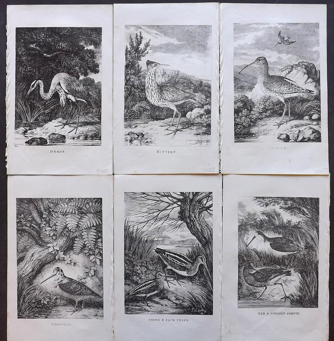 Juvenile Museum C1850 Lot of 6 Bird Prints (1 of 2)