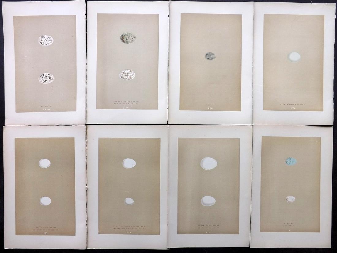 Morris, Francis 1896 Lot of 8 Bird Egg Prints: Woodblocks Published 1896, London for "A Natural History of the Nests and Eggs of British Birds" By the Rev. F. O. Morris, printed Benjamin Fawcett. Printed in colours and finished by hand. Paper Size