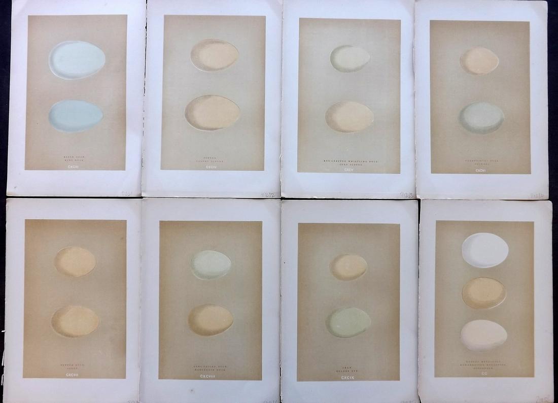 Morris, Francis 1896 Lot of 8 Bird Egg Prints: Woodblocks Published 1896, London for "A Natural History of the Nests and Eggs of British Birds" By the Rev. F. O. Morris, printed Benjamin Fawcett. Printed in colours and finished by hand. Paper Size