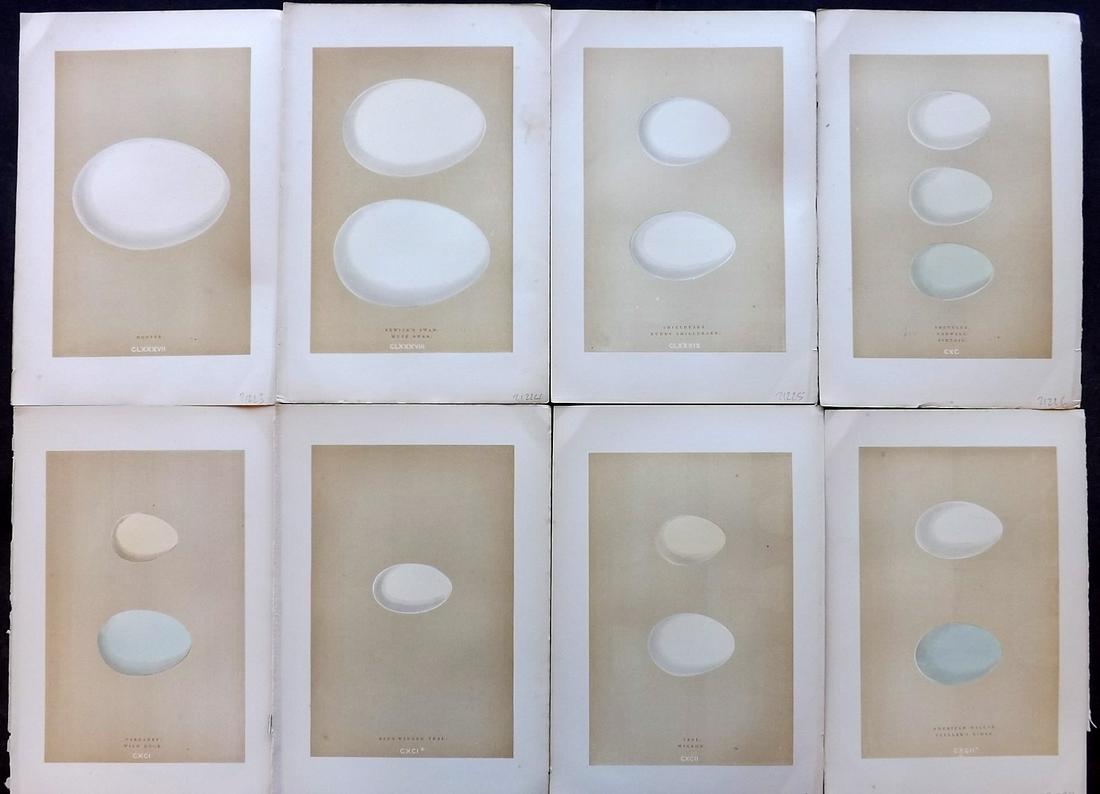 Morris, Francis 1896 Lot of 8 Bird Egg Prints: Woodblocks Published 1896, London for "A Natural History of the Nests and Eggs of British Birds" By the Rev. F. O. Morris, printed Benjamin Fawcett. Printed in colours and finished by hand. Paper Size