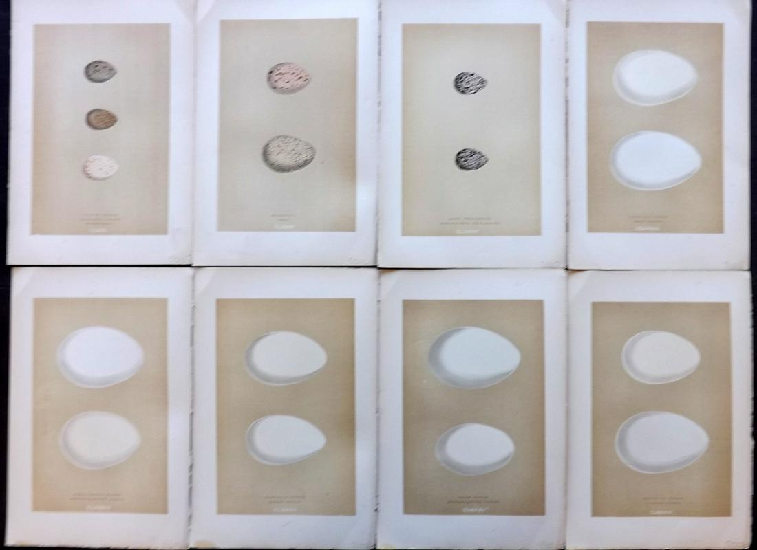 Morris, Francis 1896 Lot of 8 Bird Egg Prints: Woodblocks Published 1896, London for "A Natural History of the Nests and Eggs of British Birds" By the Rev. F. O. Morris, printed Benjamin Fawcett. Printed in colours and finished by hand. Paper Size