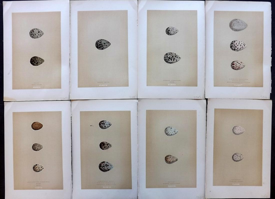Morris, Francis 1896 Lot of 8 Bird Egg Prints: Woodblocks Published 1896, London for "A Natural History of the Nests and Eggs of British Birds" By the Rev. F. O. Morris, printed Benjamin Fawcett. Printed in colours and finished by hand. Paper Size