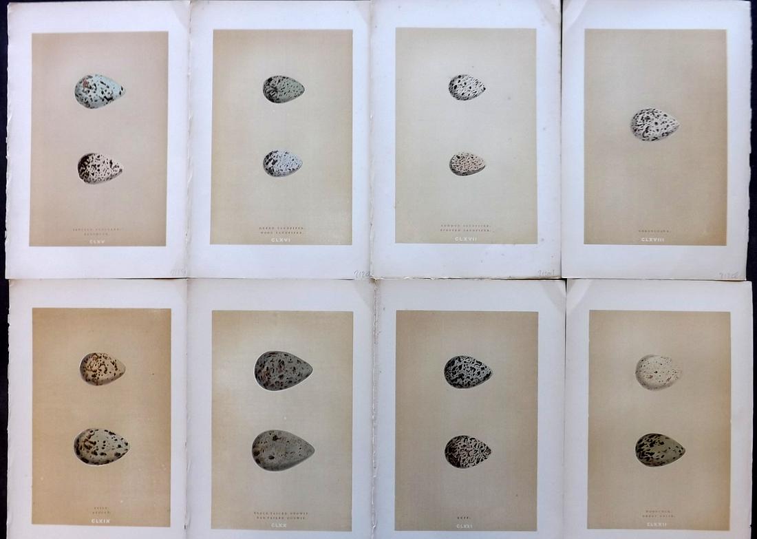 Morris, Francis 1896 Lot of 8 Bird Egg Prints: Woodblocks Published 1896, London for "A Natural History of the Nests and Eggs of British Birds" By the Rev. F. O. Morris, printed Benjamin Fawcett. Printed in colours and finished by hand. Paper Size