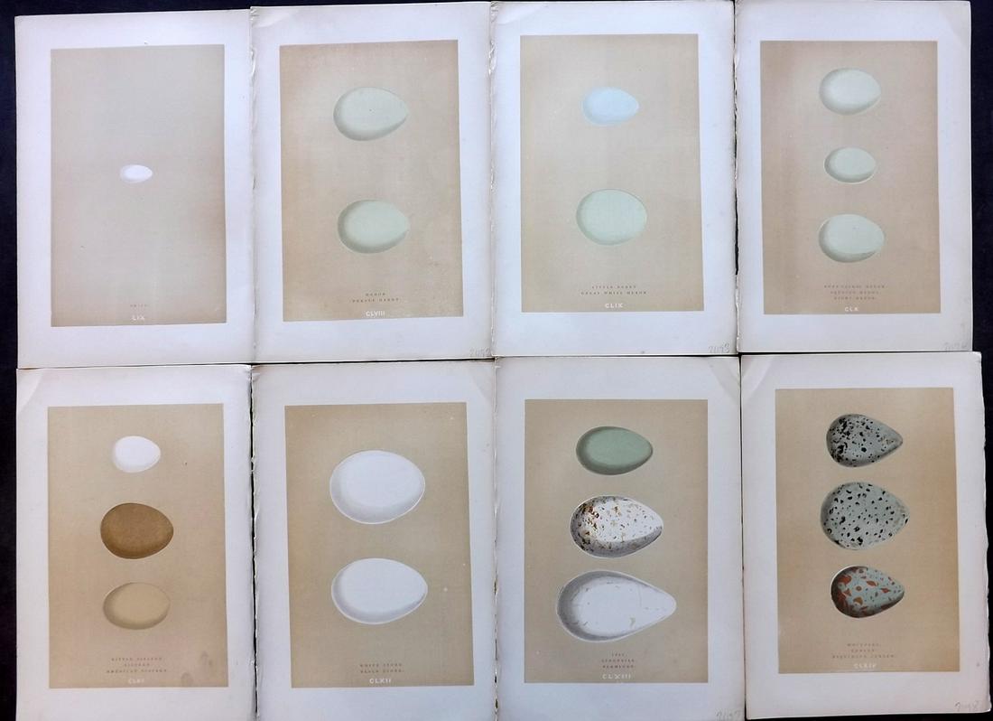 Morris, Francis 1896 Lot of 8 Bird Egg Prints: Woodblocks Published 1896, London for "A Natural History of the Nests and Eggs of British Birds" By the Rev. F. O. Morris, printed Benjamin Fawcett. Printed in colours and finished by hand. Paper Size