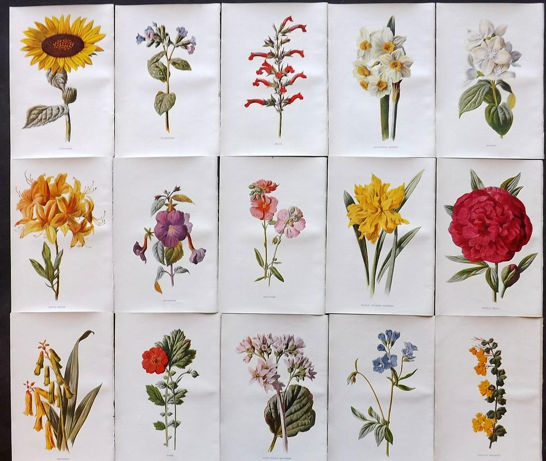 Hulme, Edward C1900 Lot of 15 Botanical Prints (1 of 2)