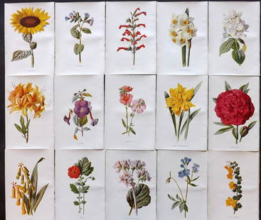 Hulme, Edward C1900 Lot of 15 Botanical Prints: Lithographs Published C1900, London for "Familiar Garden Flowers" by F. Edward Hulme & Shirley Hibberd. Paper Size: 7.5 x 5 inch (19 x 13cm) Good Condition
