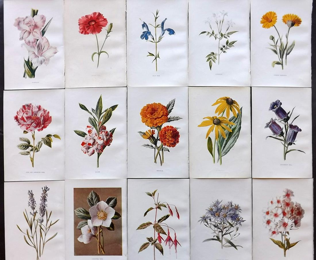 Hulme, Edward C1900 Lot of 15 Botanical Prints (1 of 2)