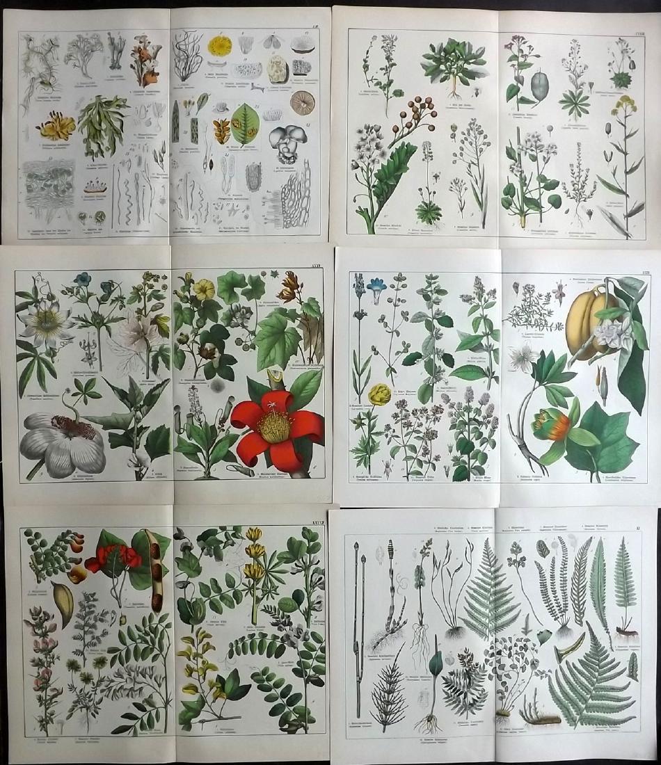Schubert, Gotthilf 1880 Lot of 6 Large Botanical Prints (1 of 2)
