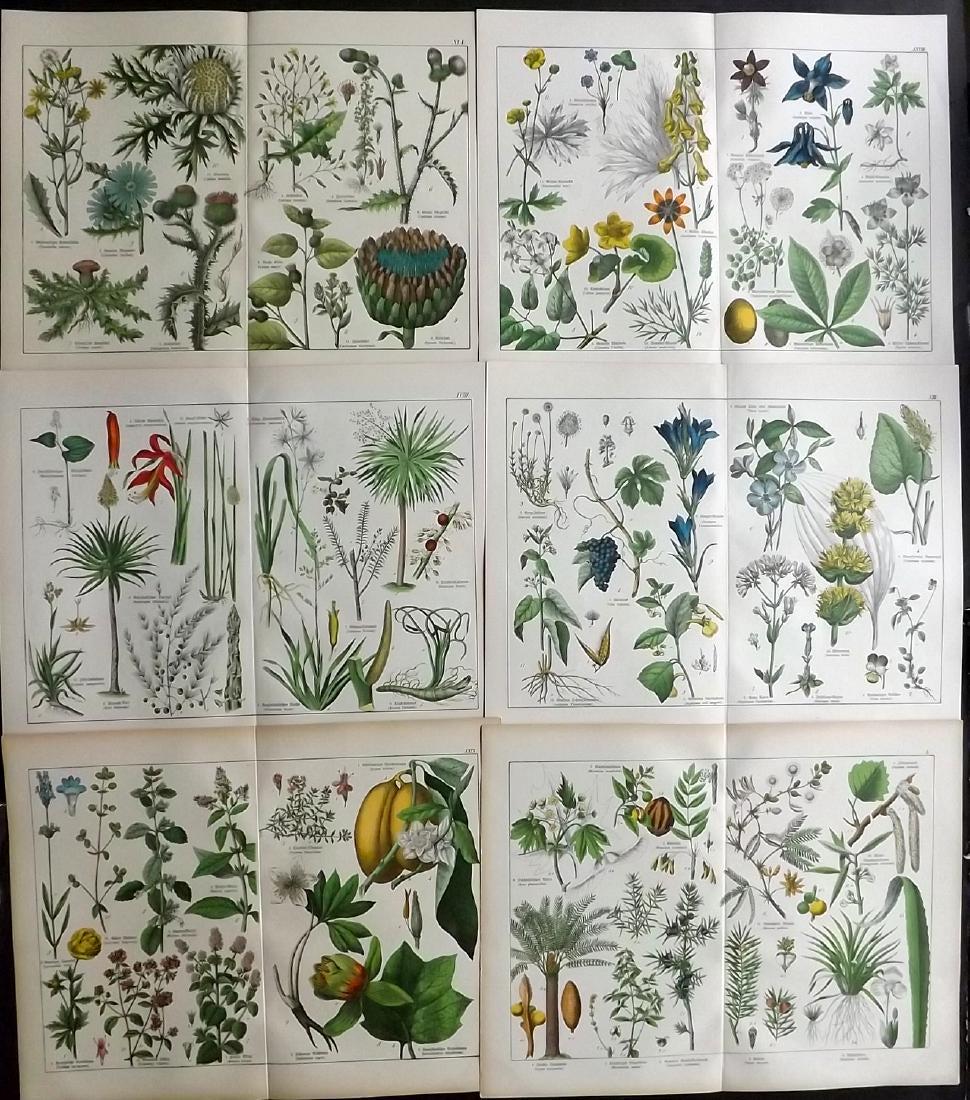 Schubert, Gotthilf 1880 Lot of 6 Large Botanical Prints (1 of 2)