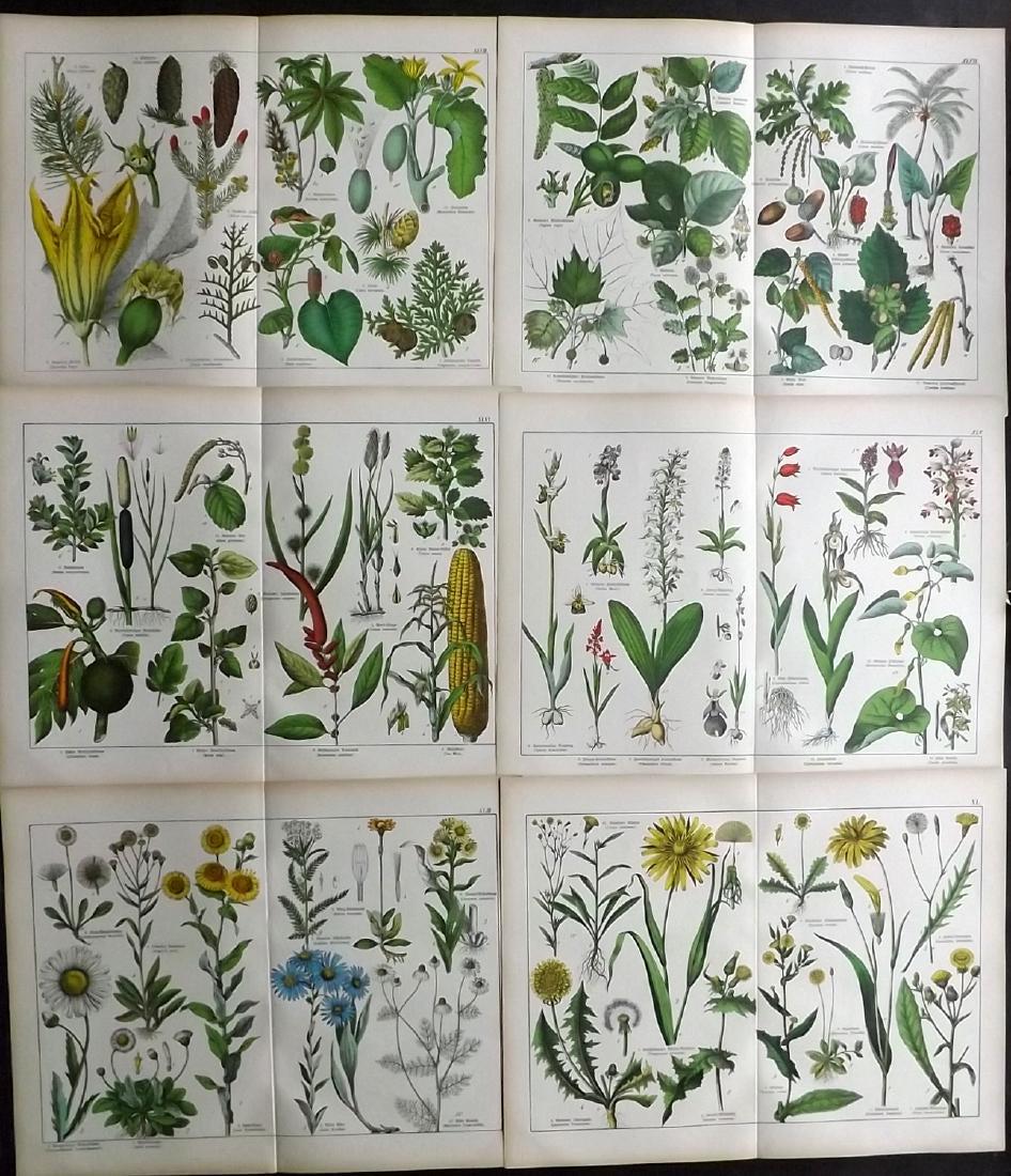 Schubert, Gotthilf 1880 Lot of 6 Large Botanical Prints (1 of 2)