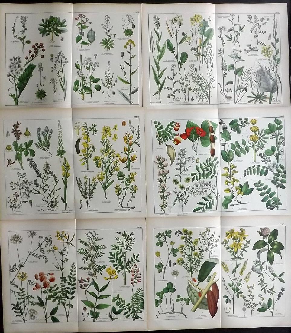 Schubert, Gotthilf 1880 Lot of 6 Large Botanical Prints (1 of 2)