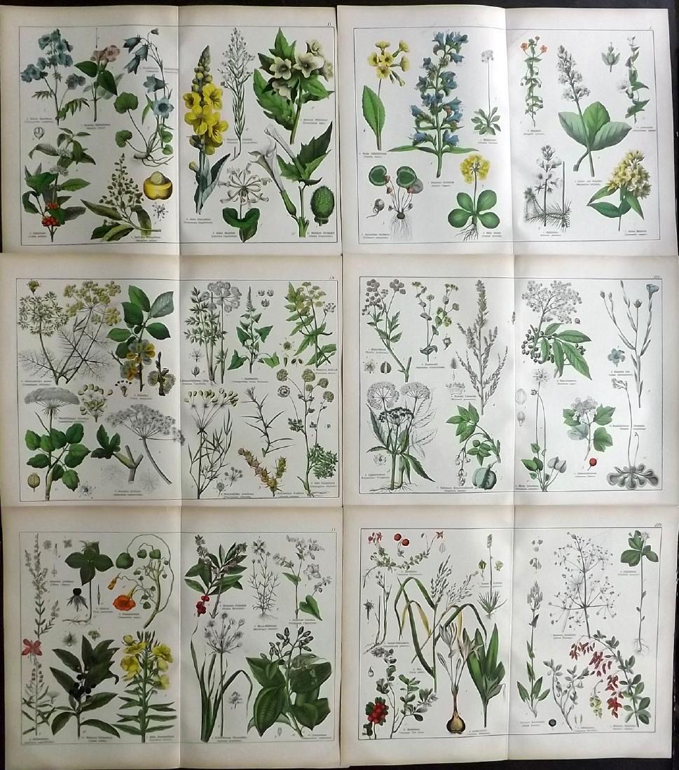 Schubert, Gotthilf 1880 Lot of 6 Large Botanical Prints (1 of 2)