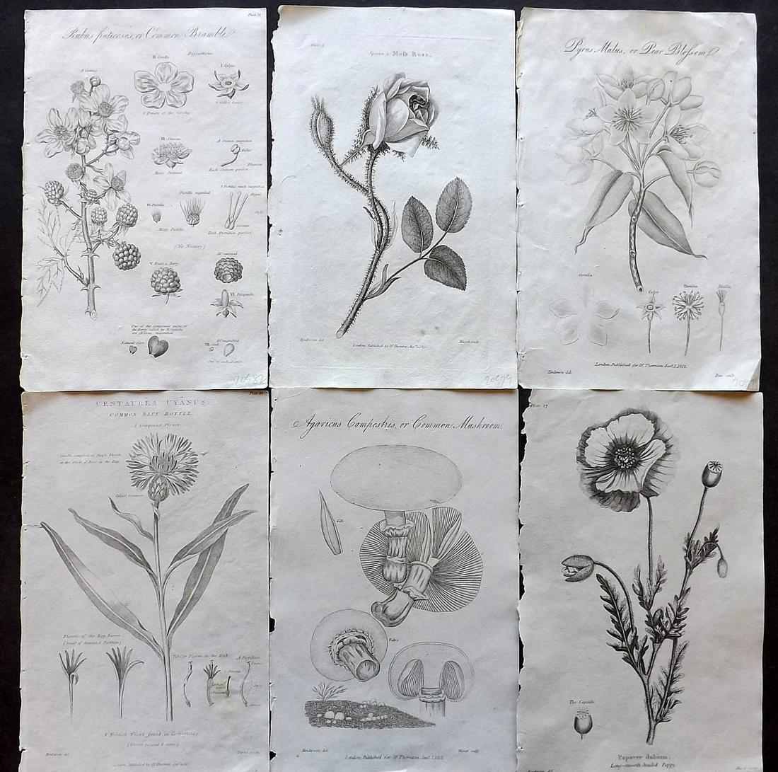 Thornton, Robert 1812 Lot of 6 Botanical Prints (1 of 2)