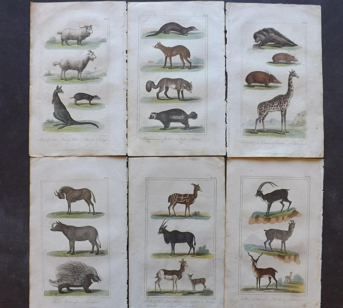 Buffon, Comte de 1827 Lot of 6 HCol Animal Prints: Hand Colourd Etching/Engravings Published 1827, London for "Buffon's Animated Nature..." by The Comte de Buffon et al. Paper Size: 8 x 5 inch (21 x 13cm) Some toning present