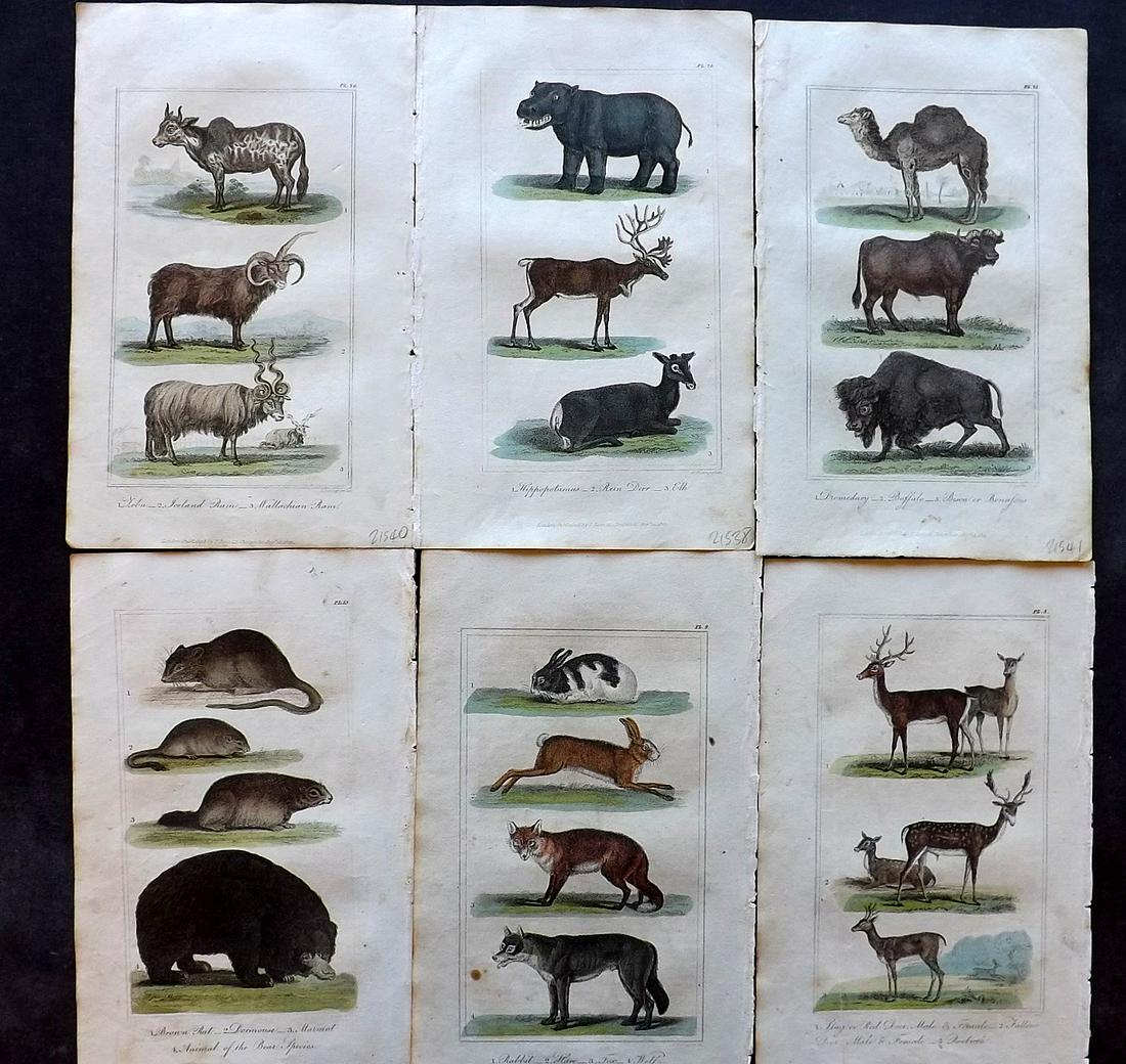 Buffon, Comte de 1827 Lot of 6 HCol Animal Prints: Hand Colourd Etching/Engravings Published 1827, London for "Buffon's Animated Nature..." by The Comte de Buffon et al. Paper Size: 8 x 5 inch (21 x 13cm) Some toning present