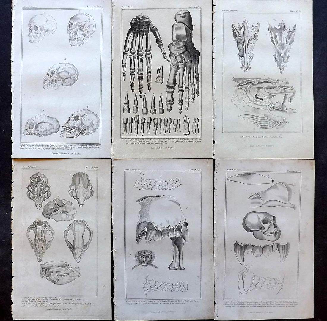 Cuvier, Baron 1834 Lot of 6 Anatomy Prints (1 of 2)