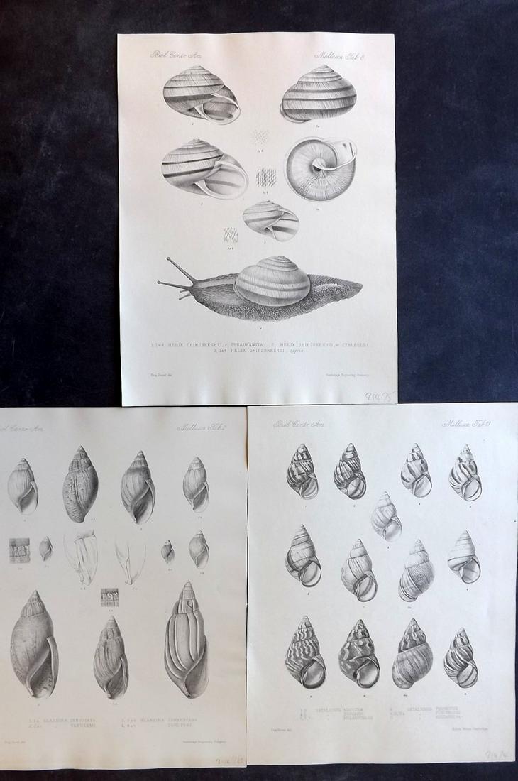Godman, Frederick C1890 Lot of 3 Rare Shell Prints (1 of 2)