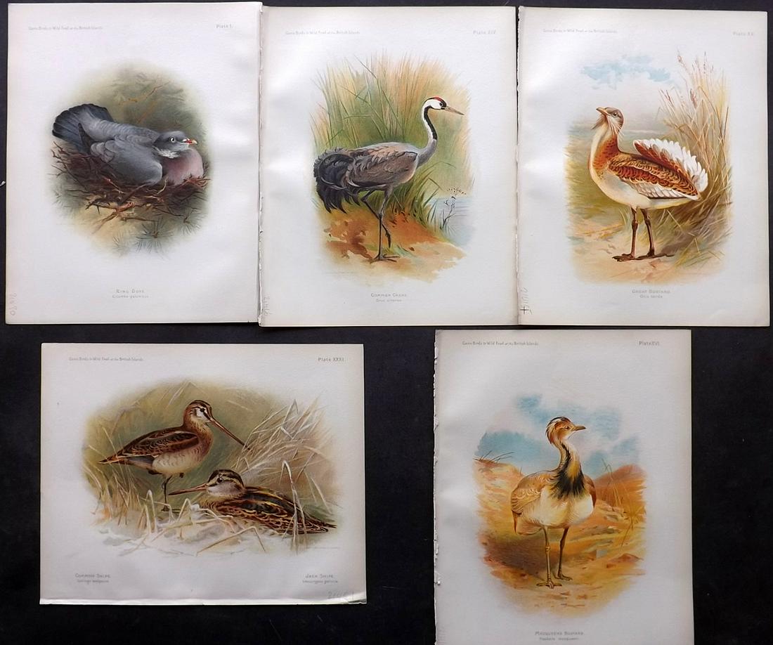 Dixon & Whymper 1900 Lot of 5 Bird Prints (1 of 2)