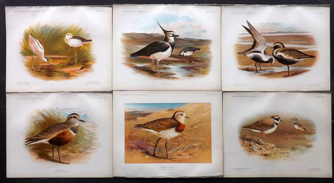 Dixon & Whymper 1900 Lot of 6 Bird Prints: Chromolithographs Published 1900, Sheffield for "The Game Birds and Wild Fowl of The British Islands" by Charles Dixon. Illustrated by Charles Whymper. Paper Size: 10.5 x 8 inch (27 x 21cm) Good Condi