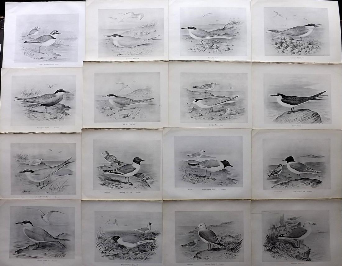Frohawk, F. 1898 Lot of 16 Antique Bird Prints: Lithographs Published 1896-98, London for "British Birds with their Nests and Eggs" by Arthur G. Butler. Illustrated by Frederick William Frohawk. Paper Size: 12 x 9.5 inch (30 x 24cm) Good Condition
