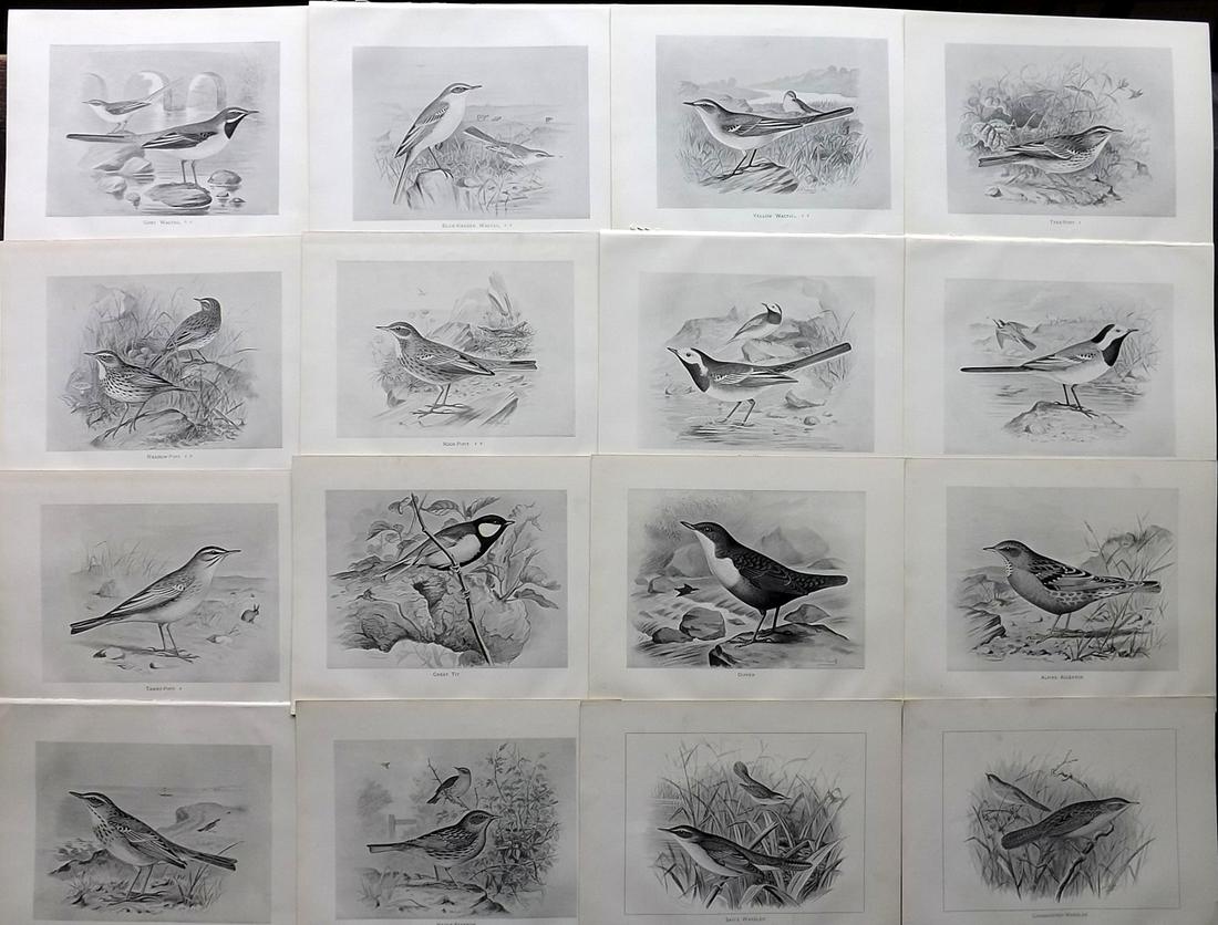 Frohawk, F. 1898 Lot of 16 Antique Bird Prints: Lithographs Published 1896-98, London for "British Birds with their Nests and Eggs" by Arthur G. Butler. Illustrated by Frederick William Frohawk. Paper Size: 12 x 9.5 inch (30 x 24cm) Good Condition