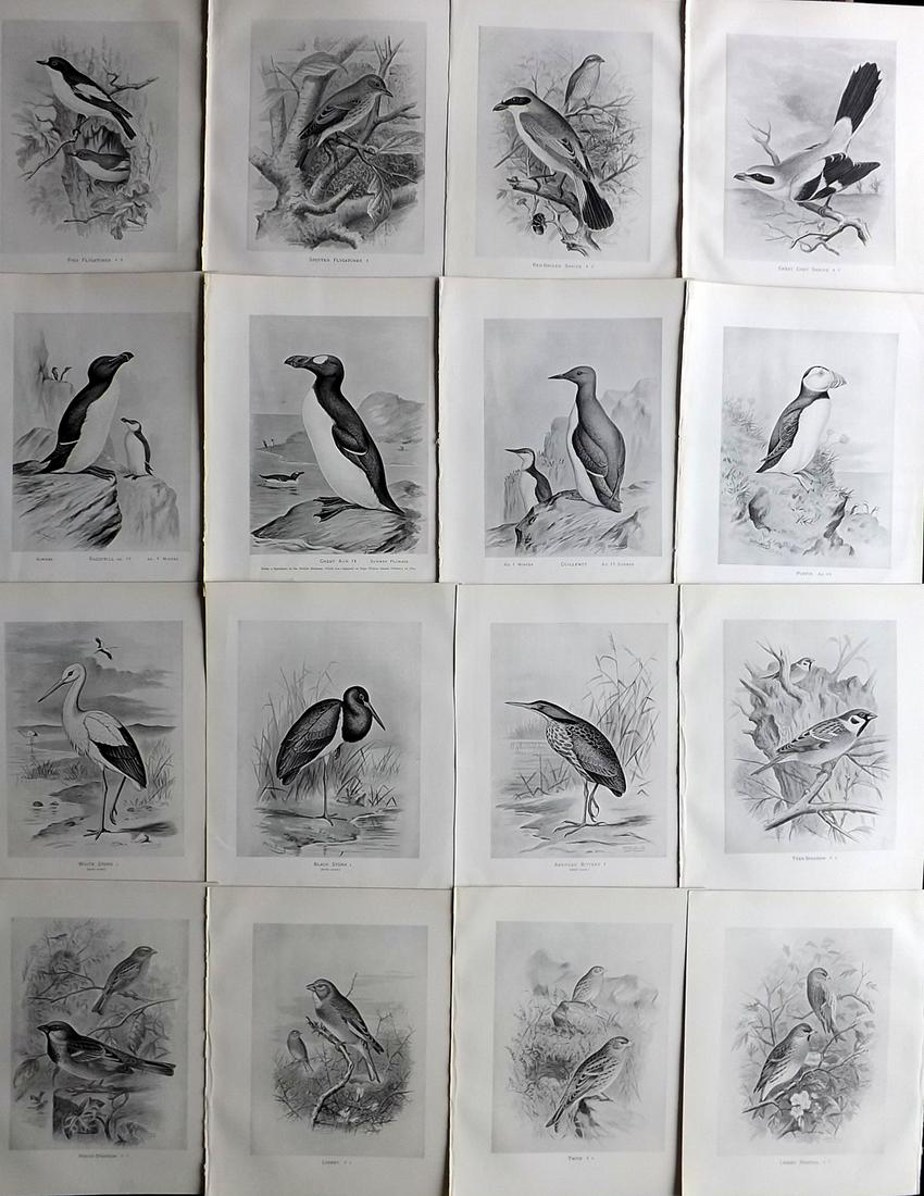 Frohawk, F. 1898 Lot of 16 Antique Bird Prints (1 of 2)
