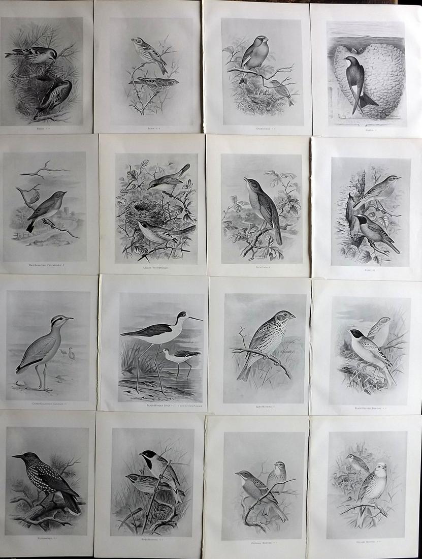 Frohawk, F. 1898 Lot of 16 Antique Bird Prints: Lithographs Published 1896-98, London for "British Birds with their Nests and Eggs" by Arthur G. Butler. Illustrated by Frederick William Frohawk. Paper Size: 12 x 9.5 inch (30 x 24cm) Good Condition