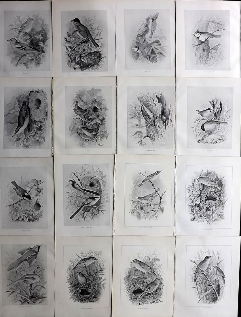 Frohawk, F. 1898 Lot of 16 Antique Bird Prints: Lithographs Published 1896-98, London for "British Birds with their Nests and Eggs" by Arthur G. Butler. Illustrated by Frederick William Frohawk. Paper Size: 12 x 9.5 inch (30 x 24cm) Good Condition
