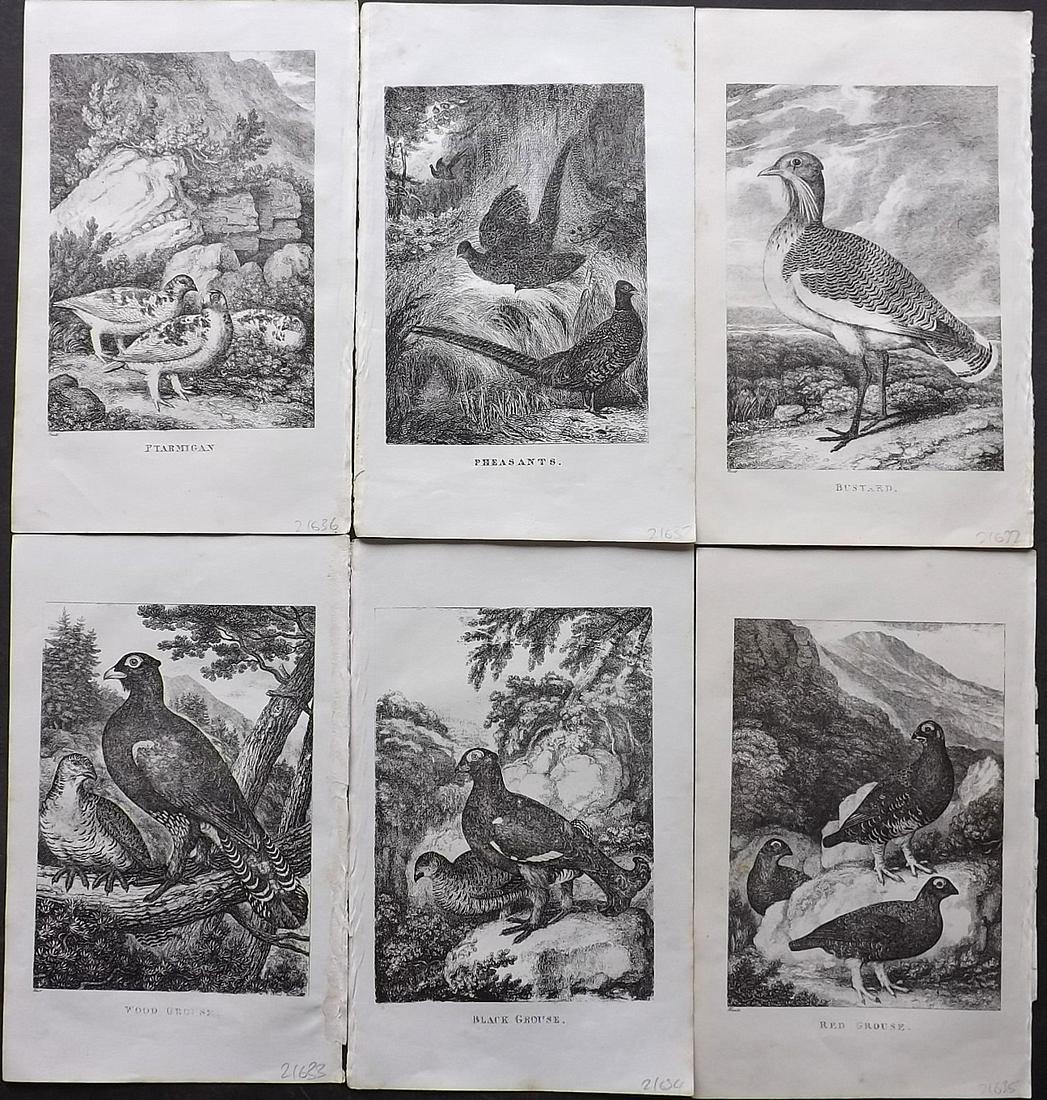 Juvenile Museum C1850 Lot of 6 Bird Prints (1 of 2)