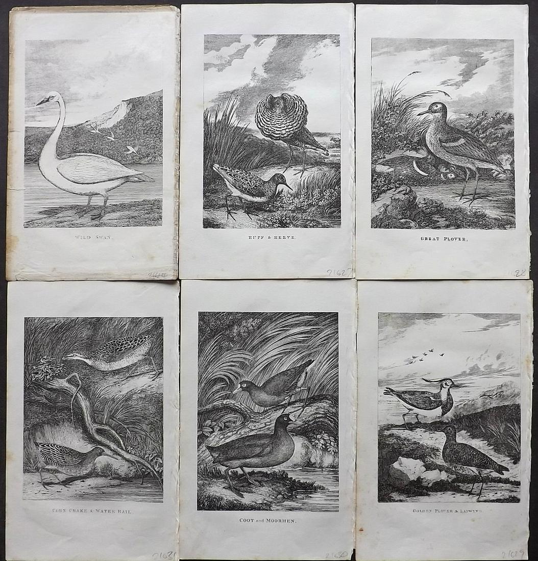 Juvenile Museum C1850 Lot of 6 Bird Prints (1 of 2)