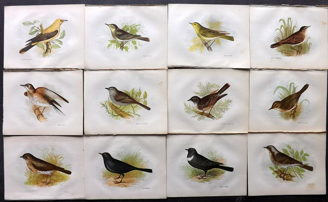 Pratt, Anne 1850's Lot of 12 Bird Prints (1 of 2)