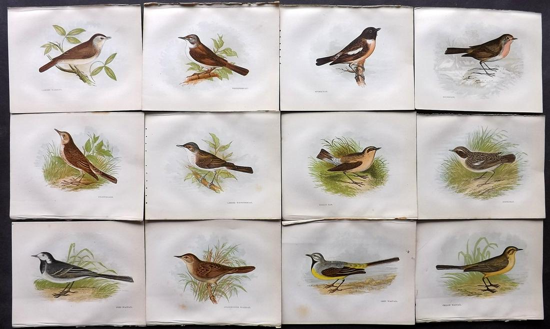 Pratt, Anne 1850's Lot of 12 Bird Prints (1 of 2)