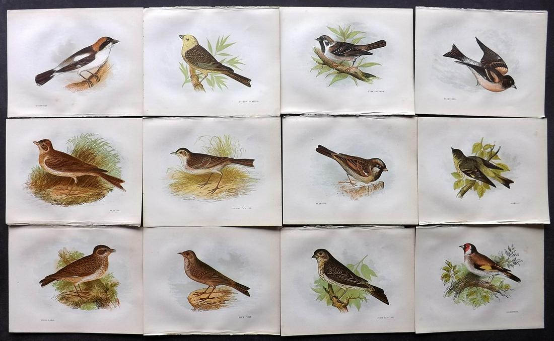 Pratt, Anne 1850's Lot of 12 Bird Prints (1 of 2)