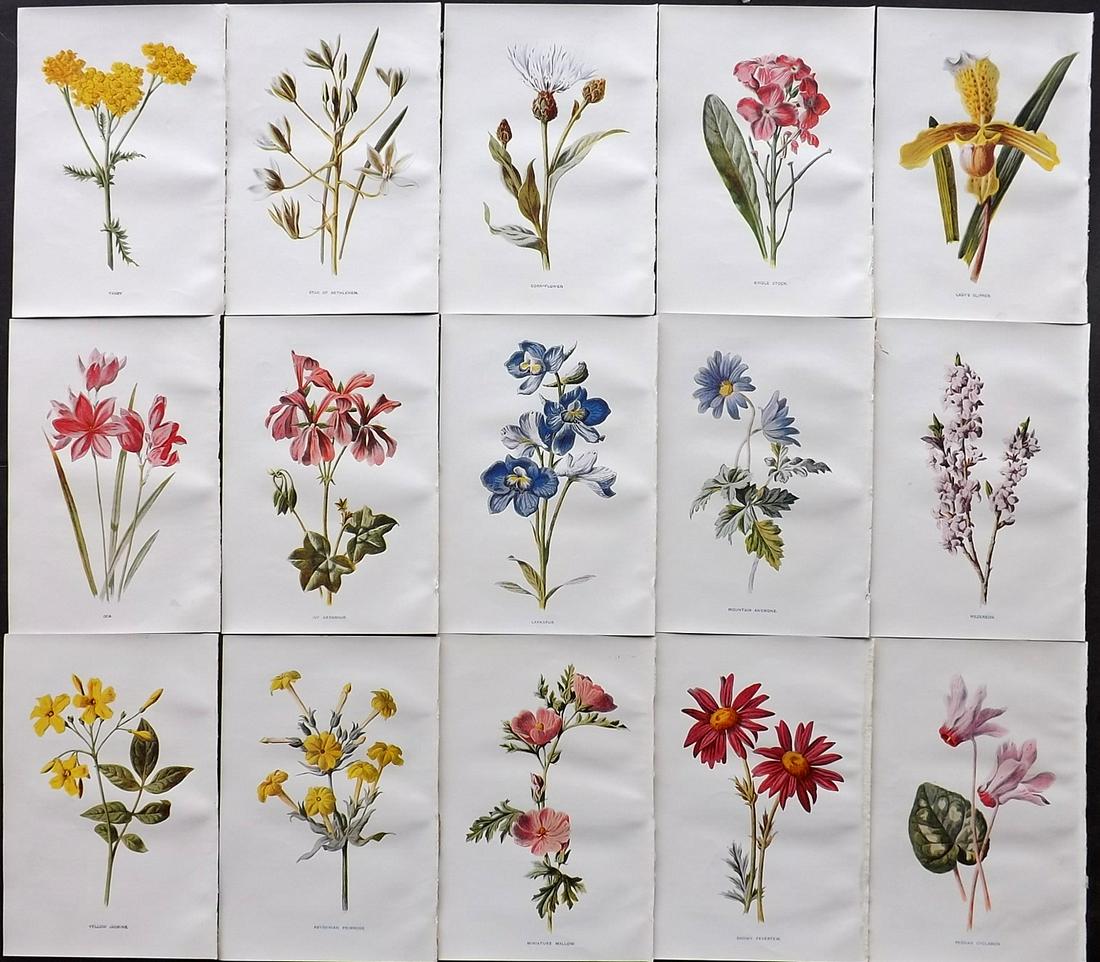 Hulme, Edward C1900 Lot of 15 Botanical Prints (1 of 2)
