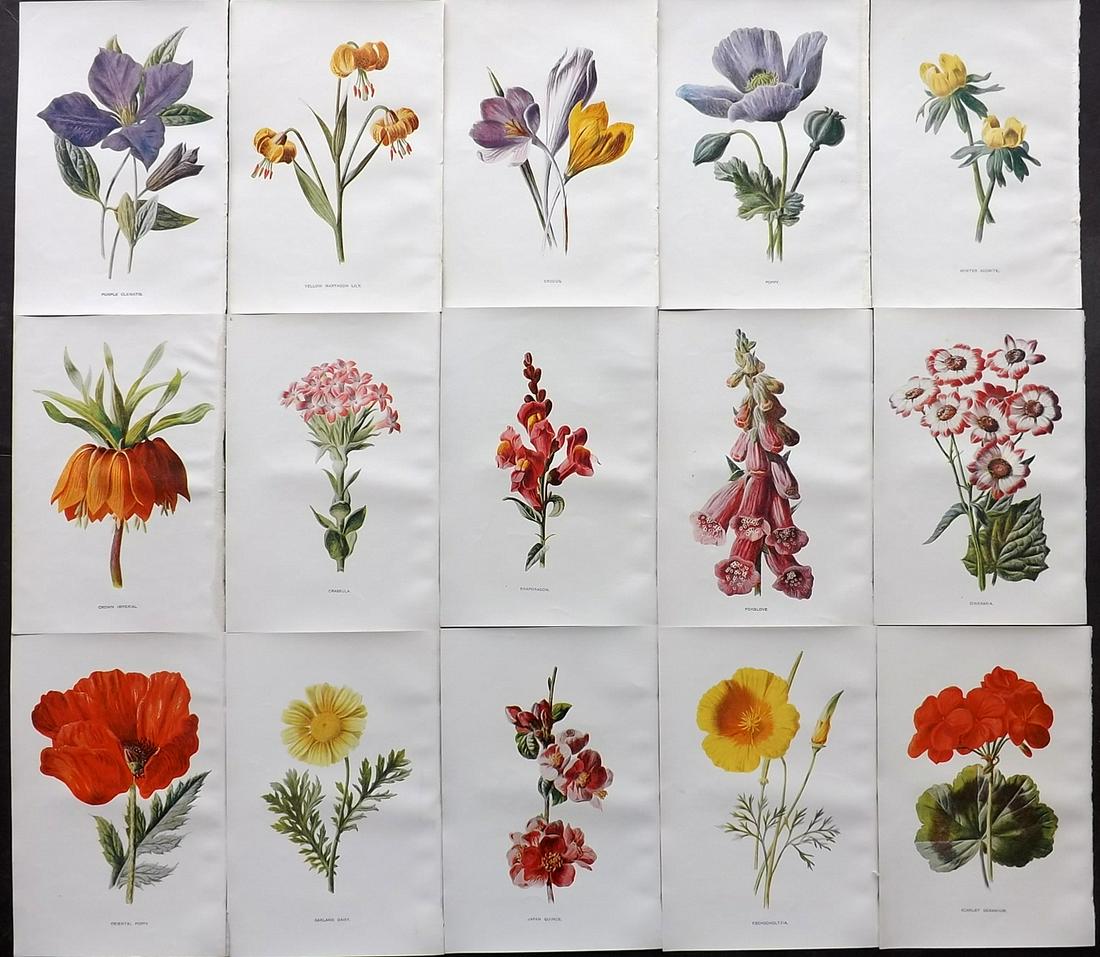 Hulme, Edward C1900 Lot of 15 Botanical Prints (1 of 2)