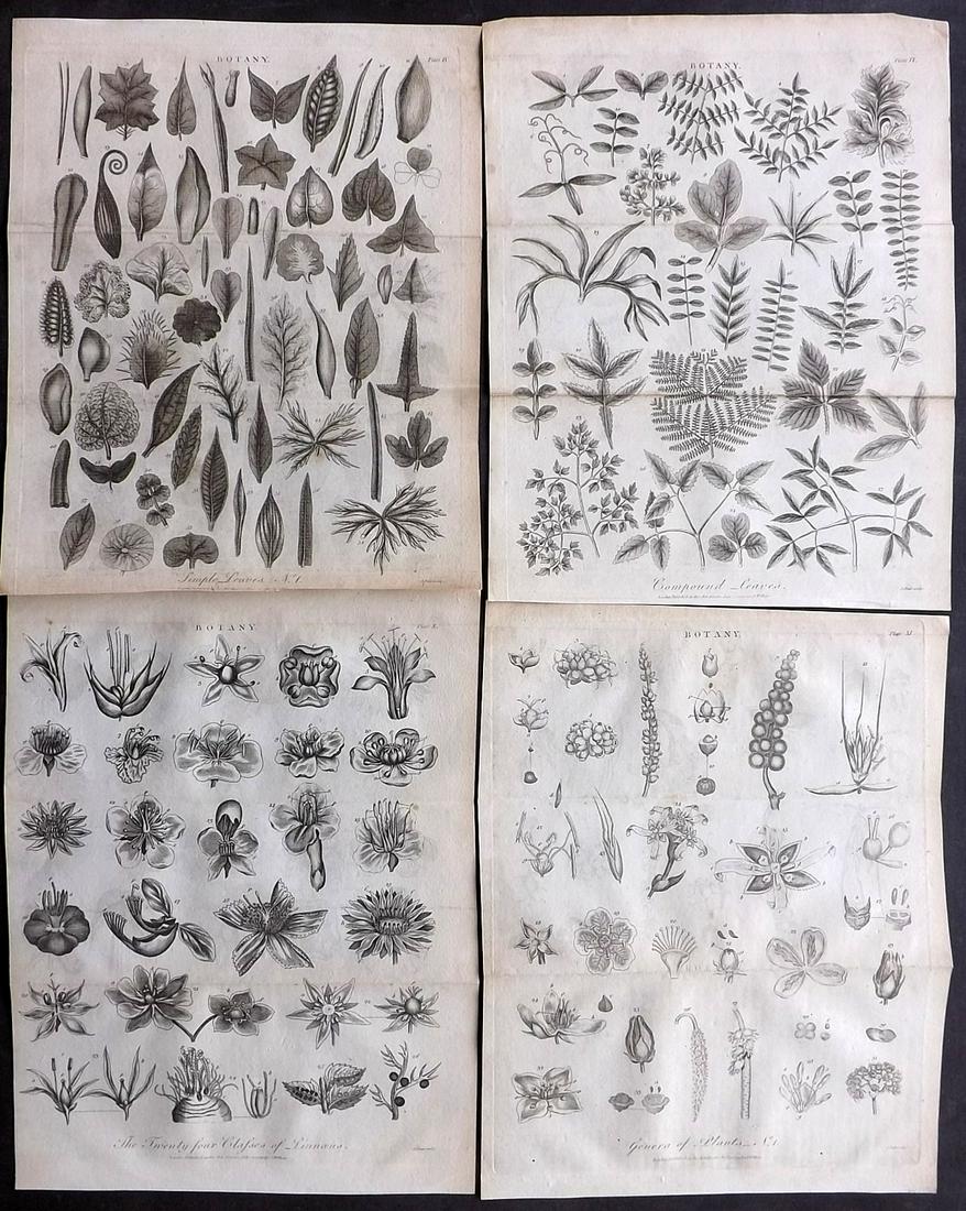 Linnaeus, Carl C1805 Lot of 4 Botanical Prints: Copper Plates Published 1794-1810, London for "A Genuine and Universal System of Natural History" by Carl Linnaeus and Ebenezer Sibly. Illustrated after George Edwards, Bloch, Knorr, Buffon, Gmelin an