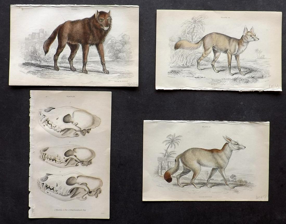 Jardine, William C1840 Lot of 4 Prints Prints. Wild (1 of 2)