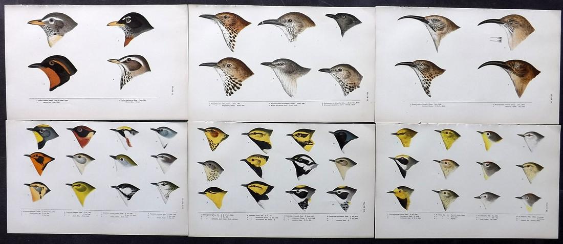 Baird, Spencer 1905 Lot of 6 Rare American Bird Prints (1 of 2)
