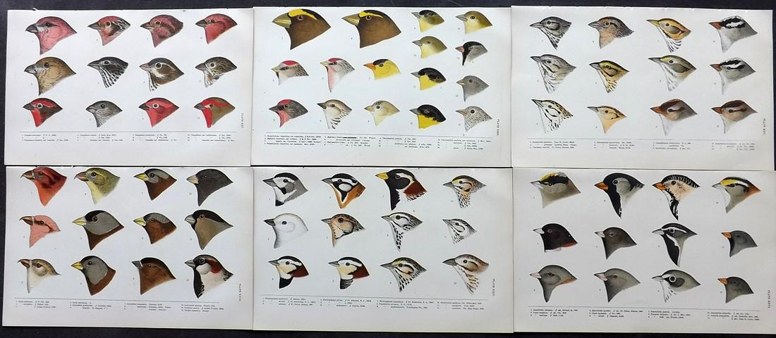 Baird, Spencer 1905 Lot of 6 Rare American Bird Prints (1 of 2)