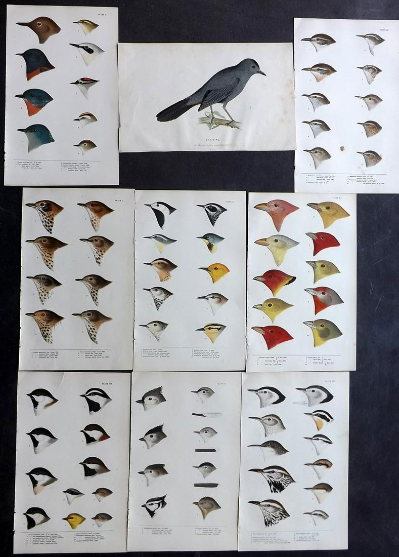 Baird, Spencer 1905 Lot of 9 Rare American Bird Prints (1 of 2)