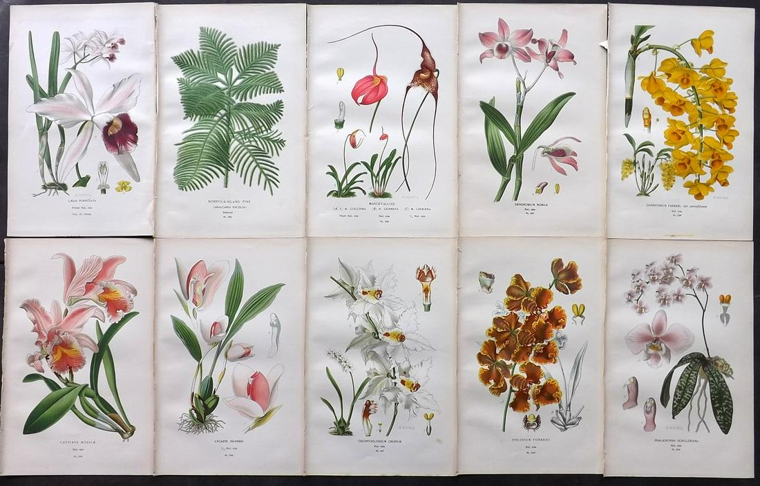 Step, Edward 1897 Lot of 10 Botanical Prints: Chromolithograph Published 1896-97 by Frederick Warne & Co., London for "Favourite Flowers of Garden and Greenhouse" by Edward Step and William Waton. Paper Size: 9.5 x 6 inch (24 x 15cm) Good Conditi
