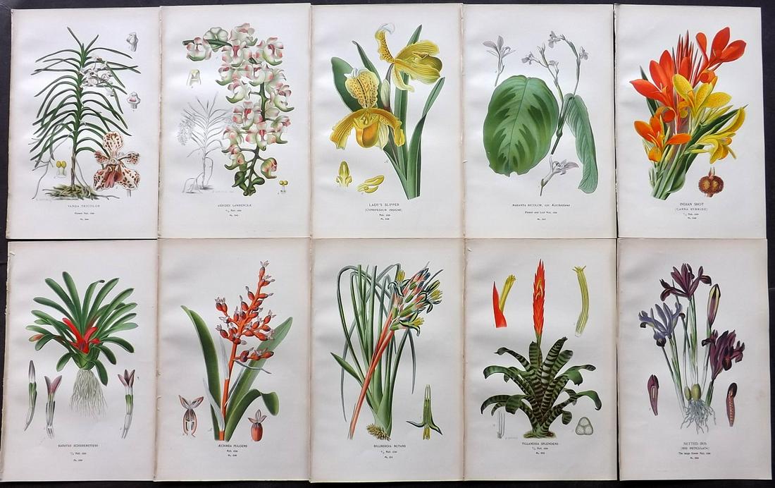 Step, Edward 1897 Lot of 10 Botanical Prints: Chromolithograph Published 1896-97 by Frederick Warne & Co., London for "Favourite Flowers of Garden and Greenhouse" by Edward Step and William Waton. Paper Size: 9.5 x 6 inch (24 x 15cm) Good Conditi