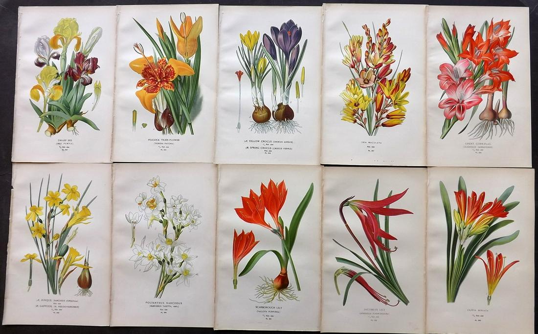 Step, Edward 1897 Lot of 10 Botanical Prints: Chromolithograph Published 1896-97 by Frederick Warne & Co., London for "Favourite Flowers of Garden and Greenhouse" by Edward Step and William Waton. Paper Size: 9.5 x 6 inch (24 x 15cm) Good Conditi